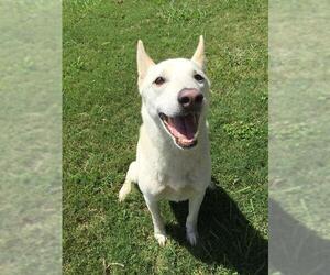 Siberian Husky-Unknown Mix Dogs for adoption in Grovetown, GA, USA