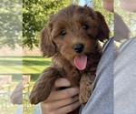Puppy Puppy 1 Goldendoodle (Miniature)