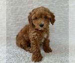 Small #1 Maltipoo