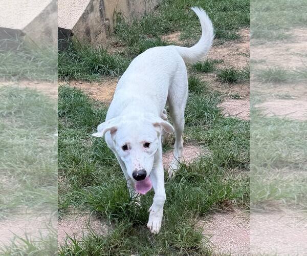 Medium Photo #4 Labrador Retriever-Unknown Mix Puppy For Sale in Wetumpka, AL, USA