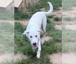 Small #3 Labrador Retriever Mix