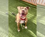 Small #1 Mutt