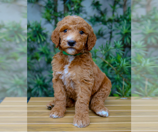 Medium Photo #22 Goldendoodle Puppy For Sale in MIAMI, FL, USA