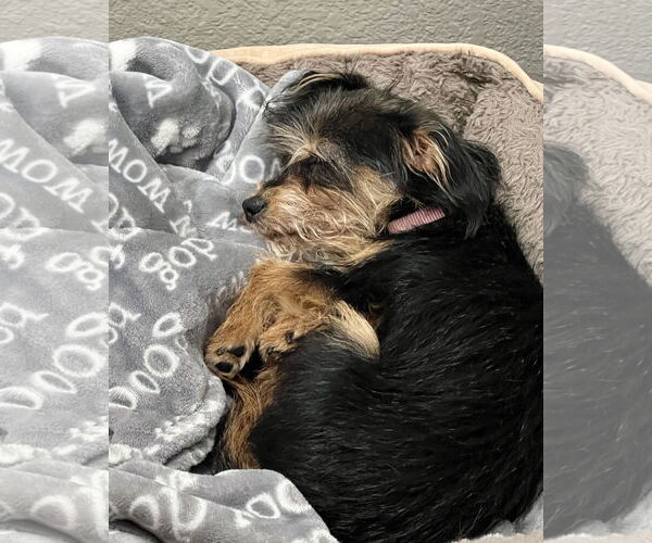 Medium Photo #4 Mutt Puppy For Sale in Corona, CA, USA