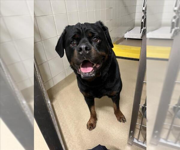 Medium Photo #1 Rottweiler Puppy For Sale in Derwood, MD, USA