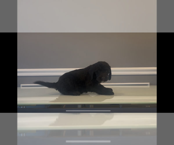 Medium Photo #78 Bernedoodle-Labradoodle Mix Puppy For Sale in MILFORD, NJ, USA