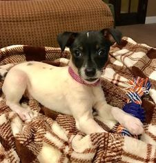 Rat Terrier Puppy for sale in ROME, GA, USA