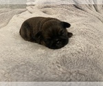 Small Photo #5 Brussels Griffon Puppy For Sale in POWHATAN, VA, USA