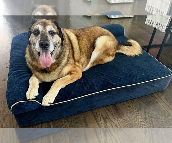 Medium Photo #8 Anatolian Shepherd-Unknown Mix Puppy For Sale in Houston, TX, USA