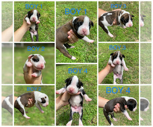 Boxer Puppy for Sale in SALEM, New Jersey USA