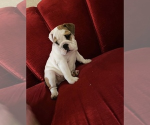 English Bulldog Puppy for sale in RADCLIFF, KY, USA