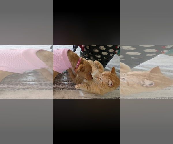 Medium Photo #6 Mountain Cur-Unknown Mix Puppy For Sale in New London, WI, USA