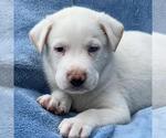 Small Collie Mix