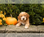 Image preview for Ad Listing. Nickname: Litter of 7