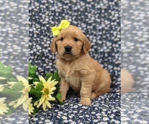 Golden Retriever Puppy for sale in NEW PROVIDENCE, PA, USA