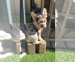 Small #14 French Bulldog