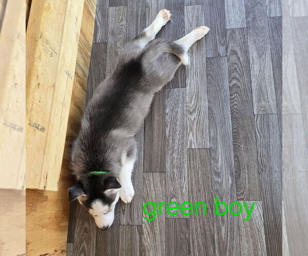 Medium Photo #34 Siberian Husky Puppy For Sale in KING GEORGE, VA, USA
