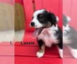 Small Photo #4 Miniature Australian Shepherd Puppy For Sale in LAKELAND, FL, USA