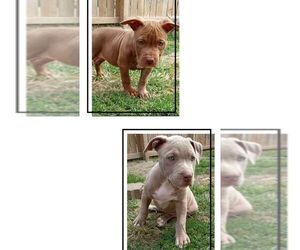 American Bully-American Pit Bull Terrier Mix Puppy for sale in DECATUR, IN, USA