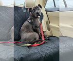 Small #3 American Pit Bull Terrier Mix