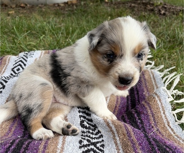 Medium Photo #1 Texas Heeler Puppy For Sale in CONGERVILLE, IL, USA
