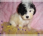 Image preview for Ad Listing. Nickname: POODLES