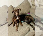 Small #5 Mountain Cur Mix