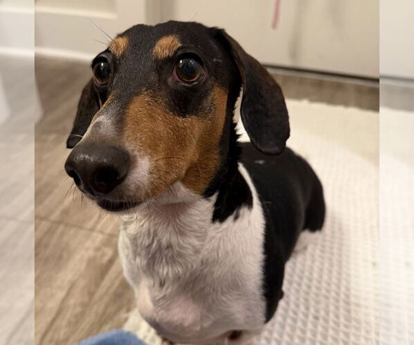 Medium Photo #1 Dachshund Puppy For Sale in Fruitland, SC, USA