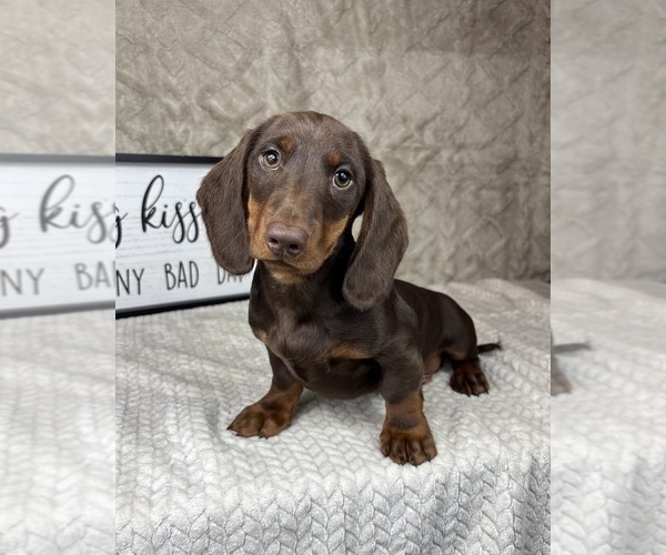 Medium Photo #5 Dachshund Puppy For Sale in FRANKLIN, IN, USA