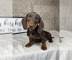 Small #4 Dachshund