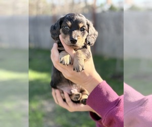 Dachshund Puppy for sale in SACRAMENTO, CA, USA