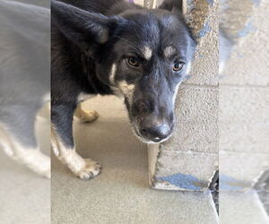 German Shepherd Dog-Unknown Mix Dogs for adoption in San Bernardino, CA, USA