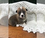 Puppy 1 Pembroke Welsh Corgi