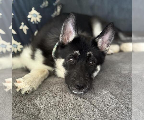 Medium Photo #2 Mutt Puppy For Sale in San Diego, CA, USA