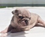 Small Photo #8 Pug Puppy For Sale in PALM COAST, FL, USA