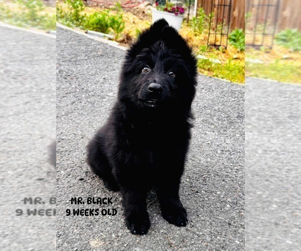 Medium Photo #2 German Shepherd Dog Puppy For Sale in GADSDEN, AL, USA