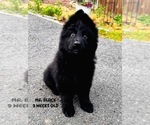 Small #1 German Shepherd Dog