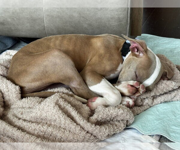 Medium Photo #3 American Pit Bull Terrier-Unknown Mix Puppy For Sale in Andover, MN, USA