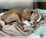 Small #2 American Pit Bull Terrier Mix