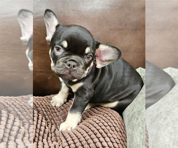 Medium Photo #2 French Bulldog Puppy For Sale in Bon Carbo, CO, USA