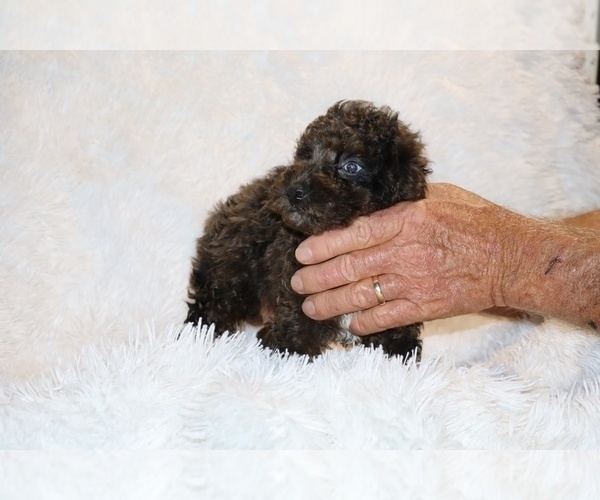Medium Photo #6 Poodle (Toy) Puppy For Sale in DYERSBURG, TN, USA