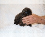 Small #5 Poodle (Toy)