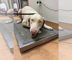Doberman Pinscher-Weimaraner Mix Dogs for adoption in Martinez, CA, USA
