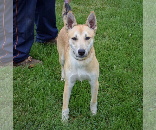 Medium Photo #4 Carolina Dog-Siberian Husky Mix Puppy For Sale in Huntley, IL, USA
