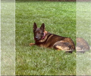 German Shepherd Dog Dogs for adoption in New Hill, NC, USA