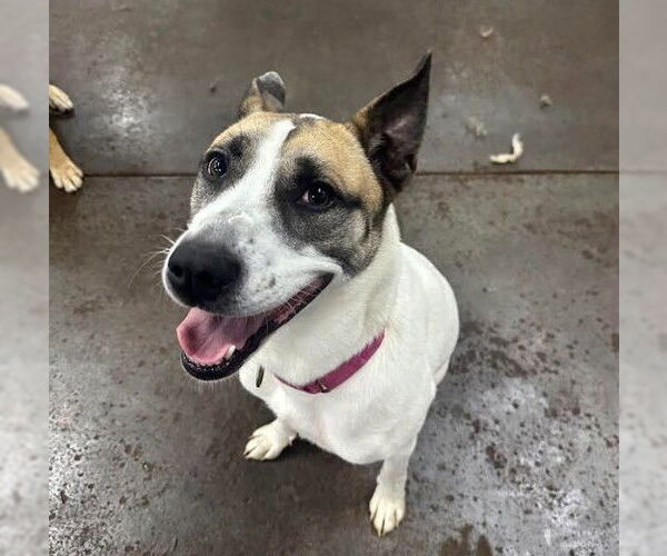 Medium Photo #5 Siberian Husky-Unknown Mix Puppy For Sale in Evansville, IN, USA