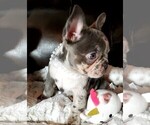 Small Photo #6 French Bulldog Puppy For Sale in BOSTON, KY, USA