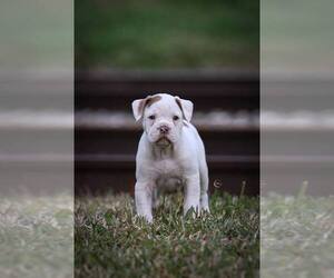 Olde English Bulldogge Puppy for sale in OCALA, FL, USA