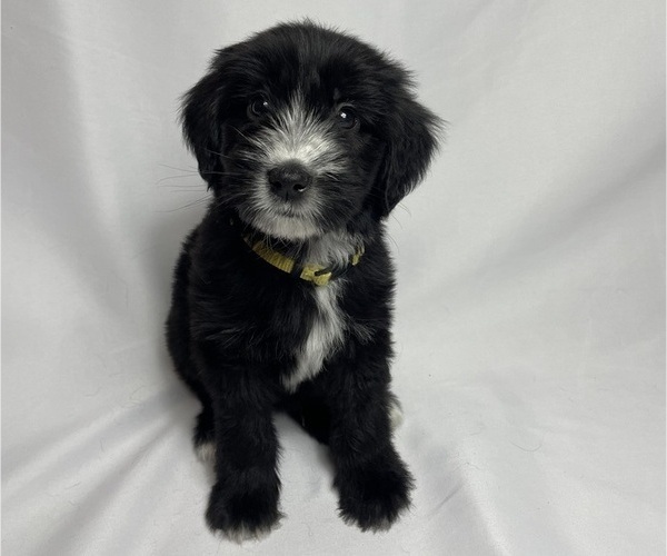 Medium Photo #1 Aussiedoodle Puppy For Sale in KATY, TX, USA