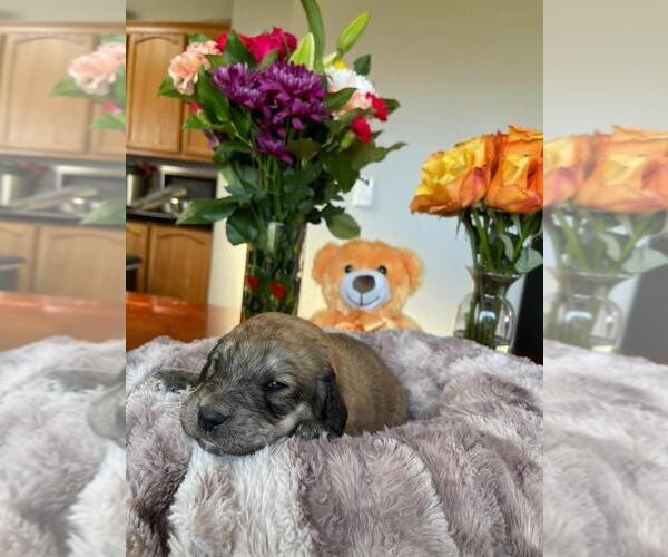 Medium Photo #9 Mastiff-Poodle (Standard) Mix Puppy For Sale in GALT, CA, USA
